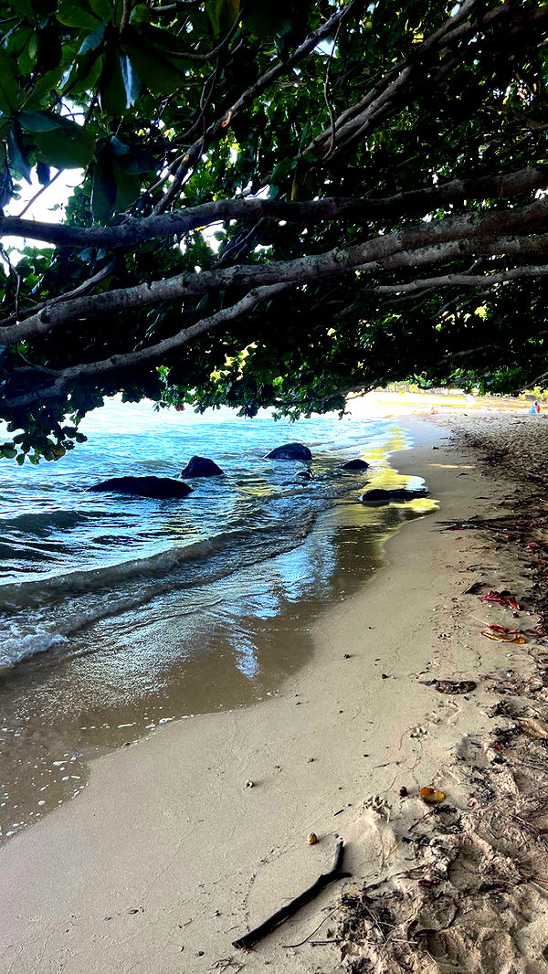 carmmieecat image ~ Altpins