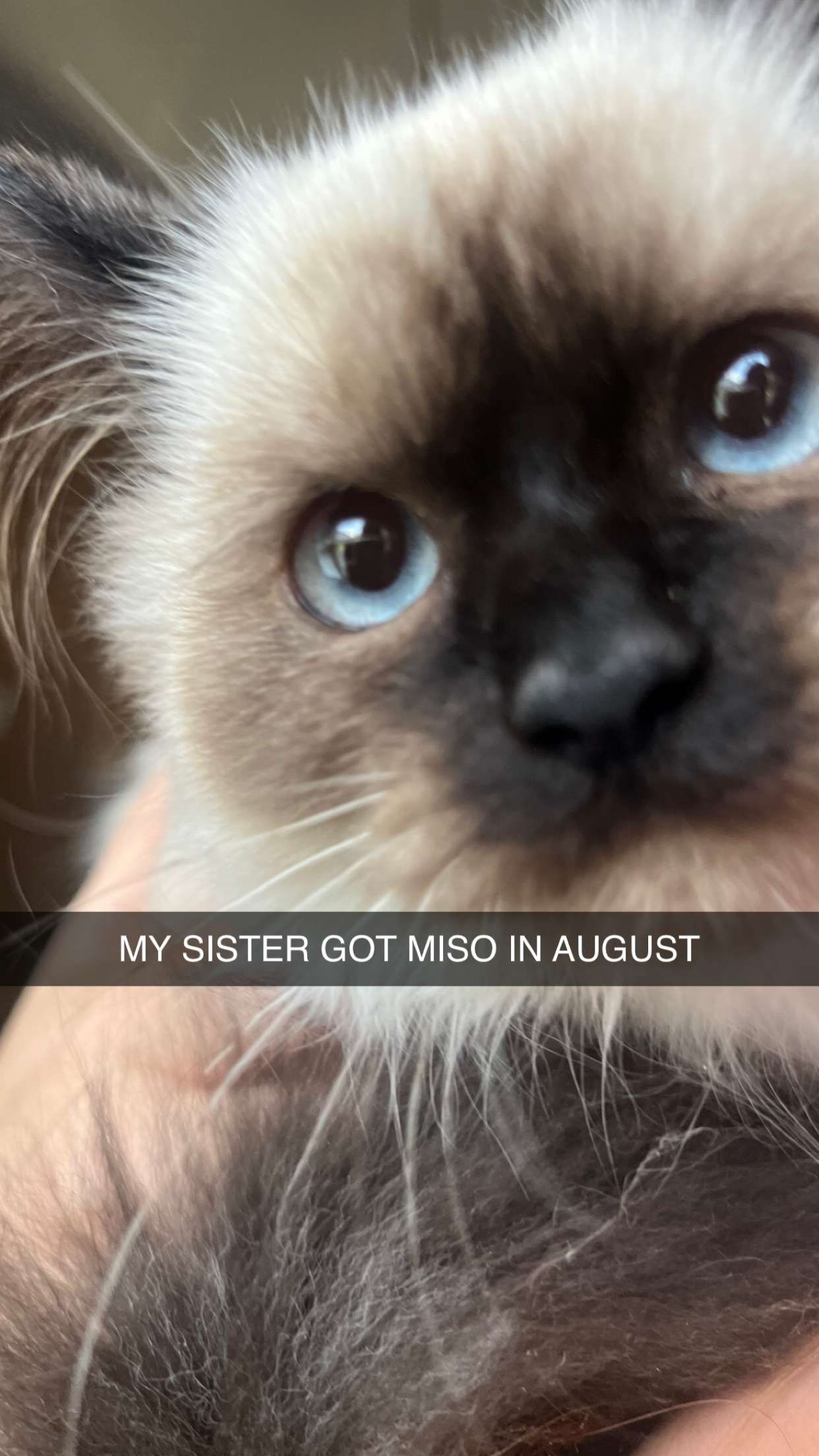 carmmieecat snapchat image archive image