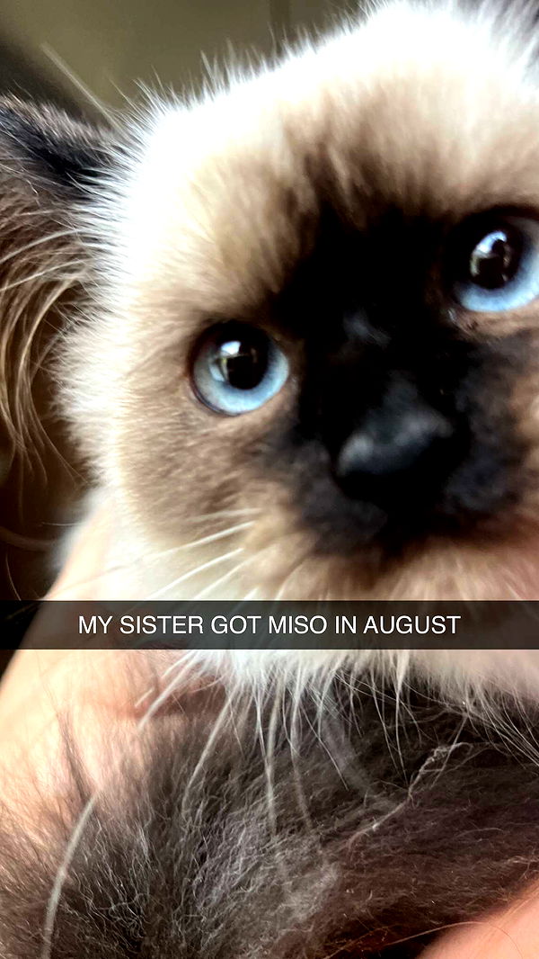 carmmieecat image ~ Altpins