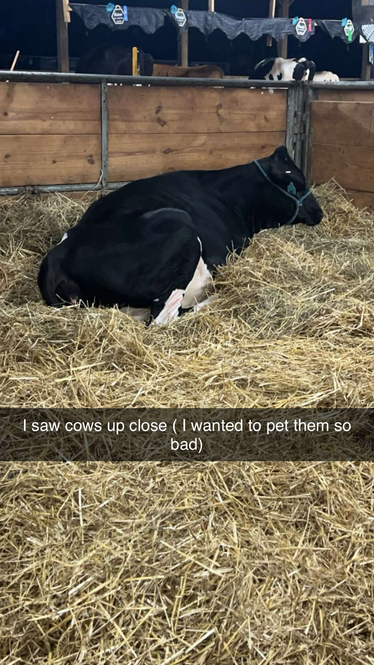 carmmieecat snapchat image archive image