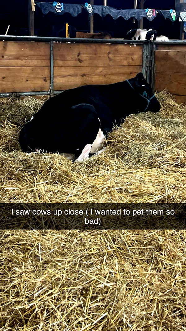 carmmieecat image ~ Altpins