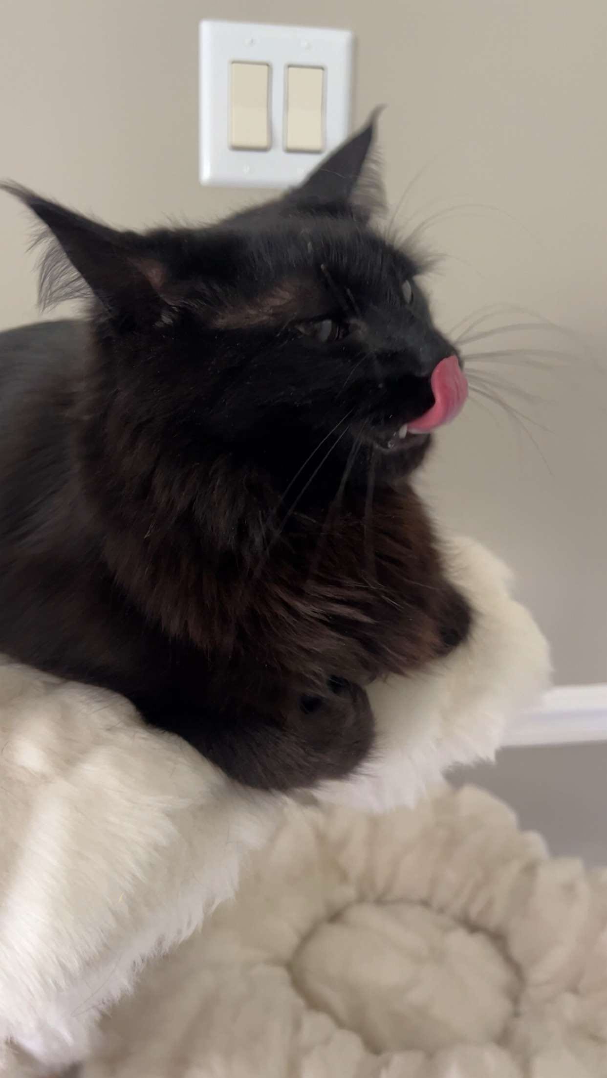 carmmieecat snapchat image archive image