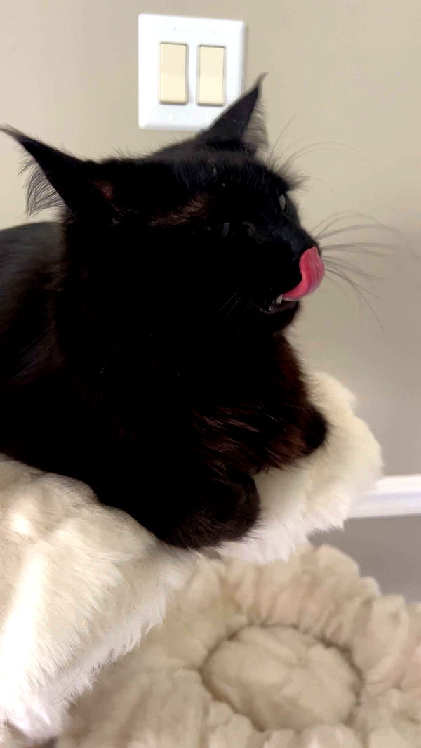 carmmieecat image ~ Altpins