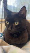 carmmieecat Altpins Profile Picture