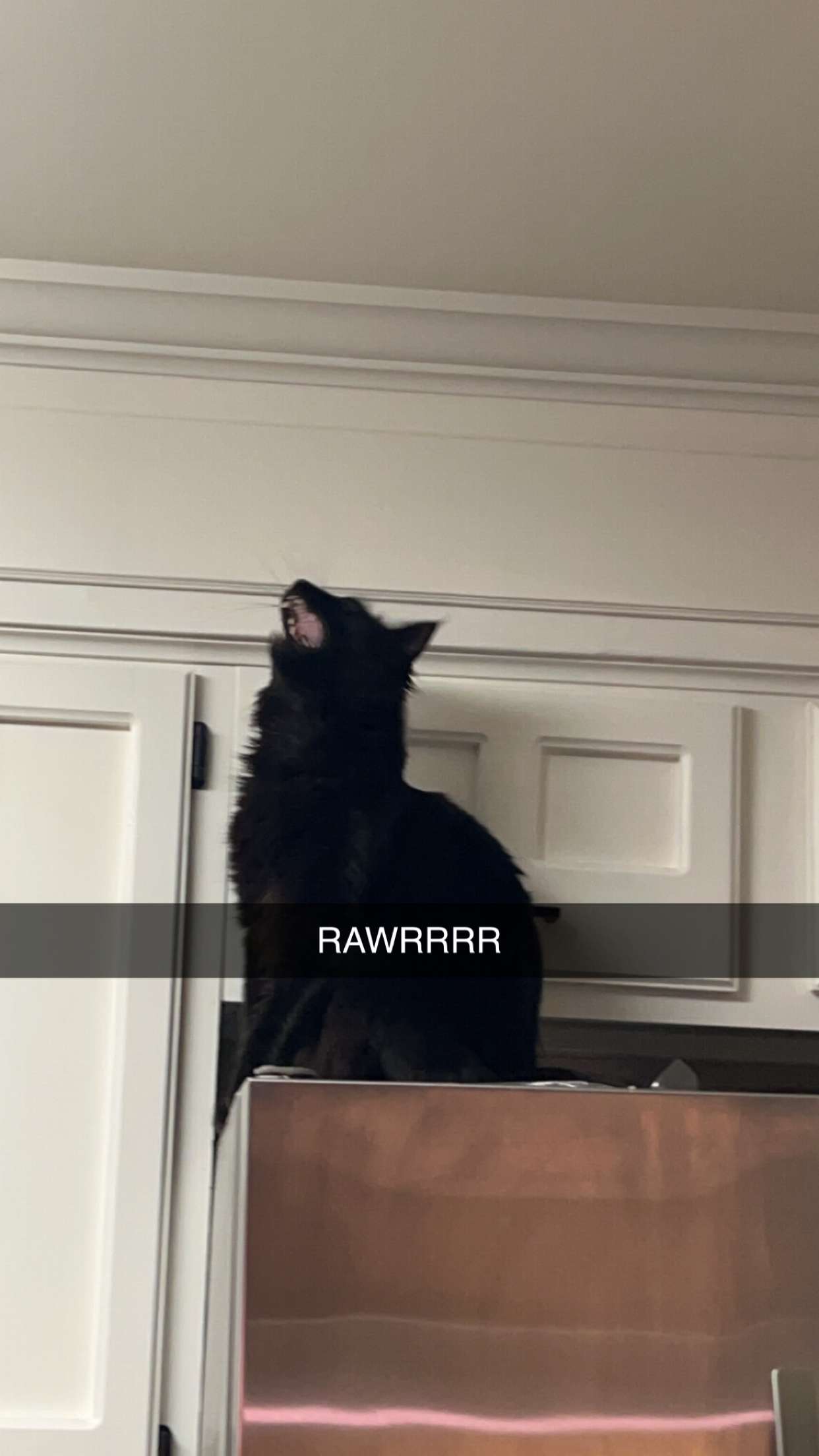 carmmieecat snapchat image archive image