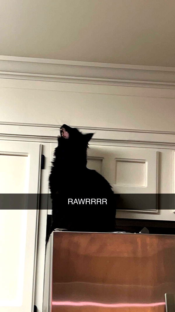 carmmieecat image ~ Altpins