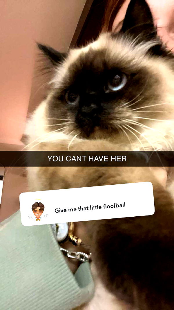 carmmieecat image ~ Altpins