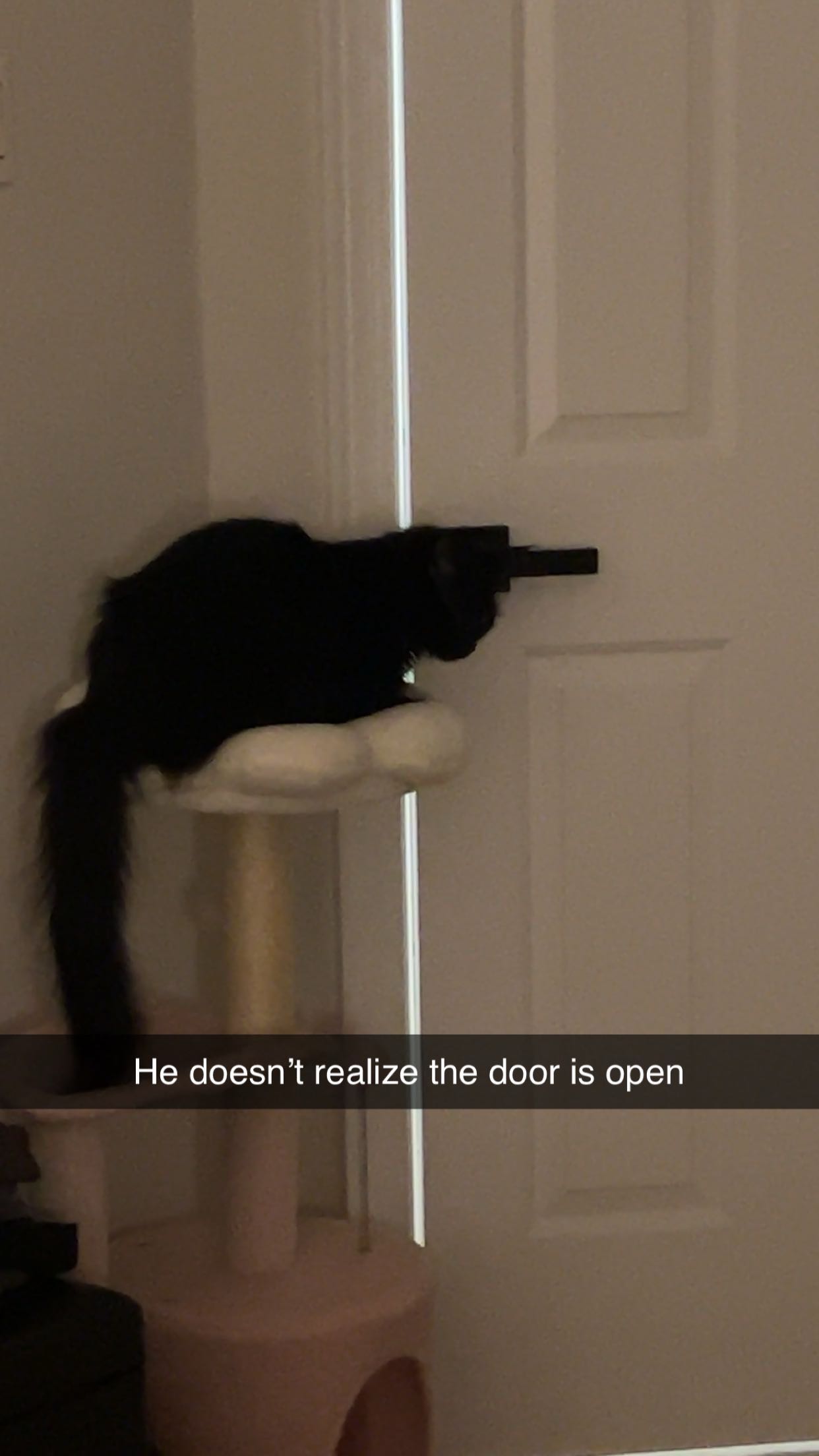 carmmieecat snapchat image archive image