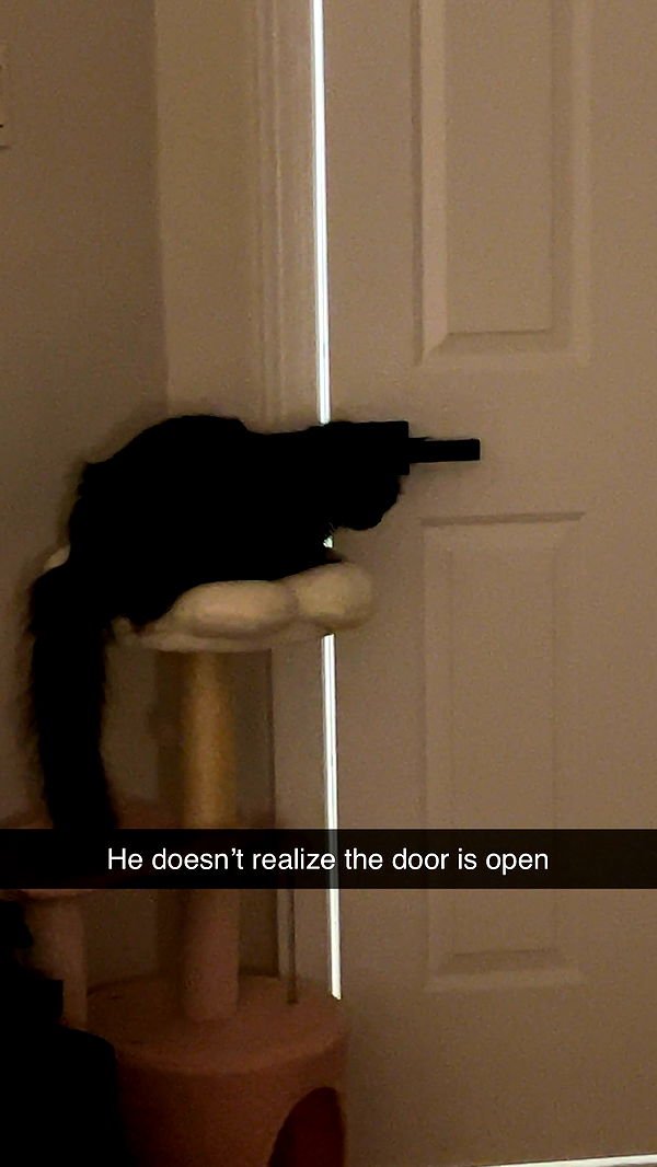 carmmieecat image ~ Altpins