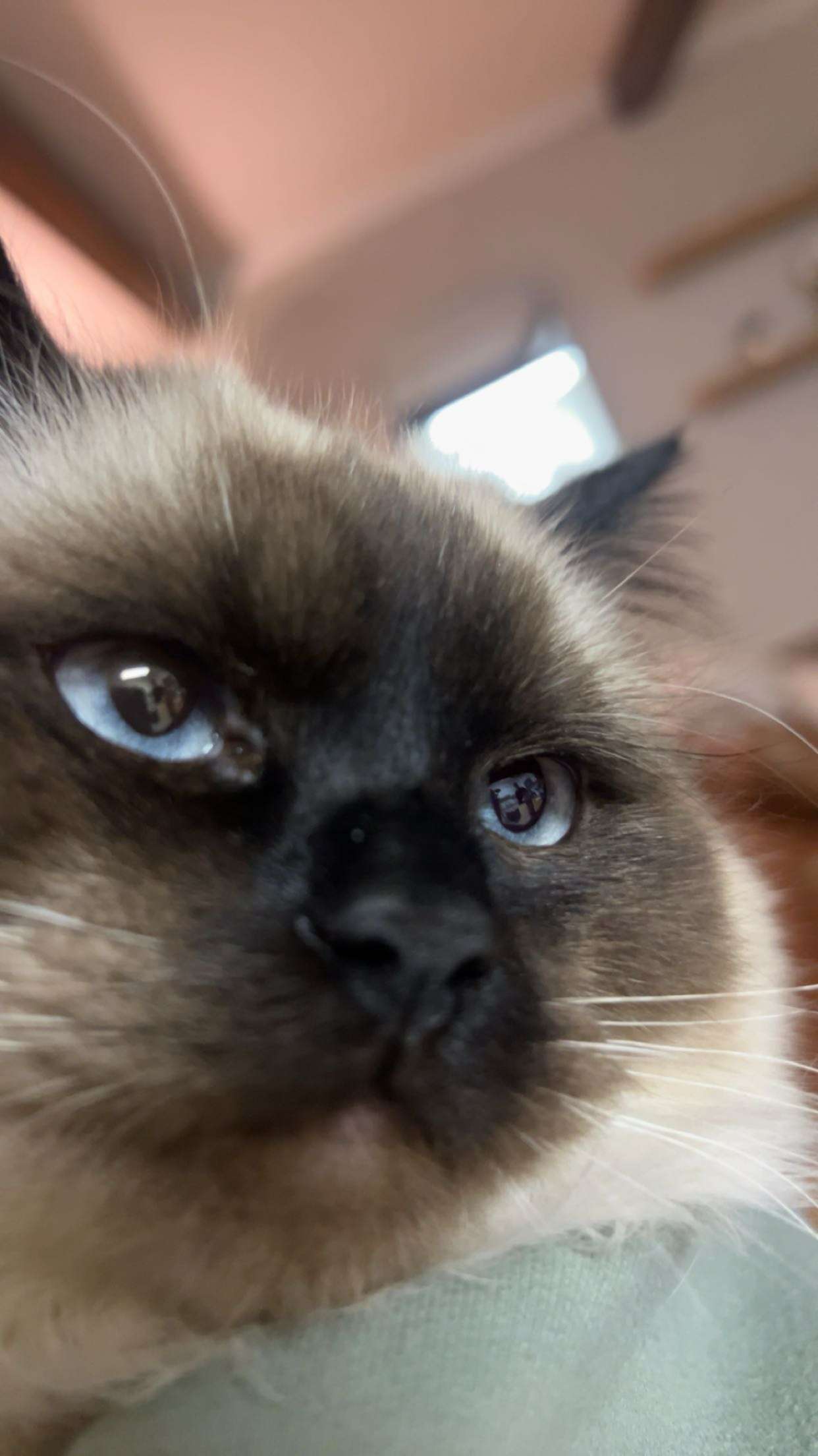 carmmieecat snapchat image archive image