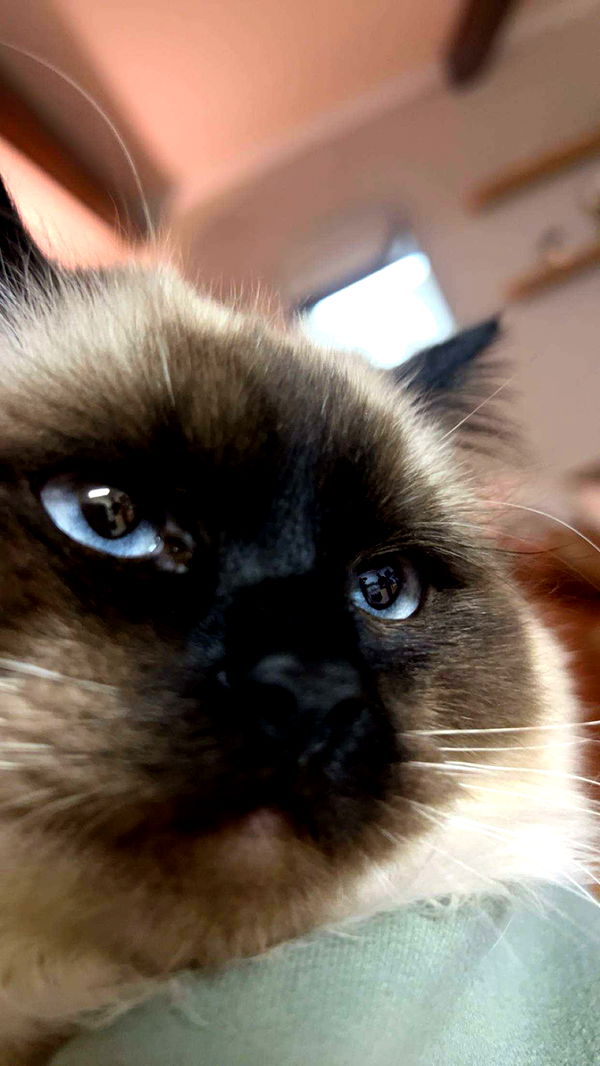 carmmieecat image ~ Altpins