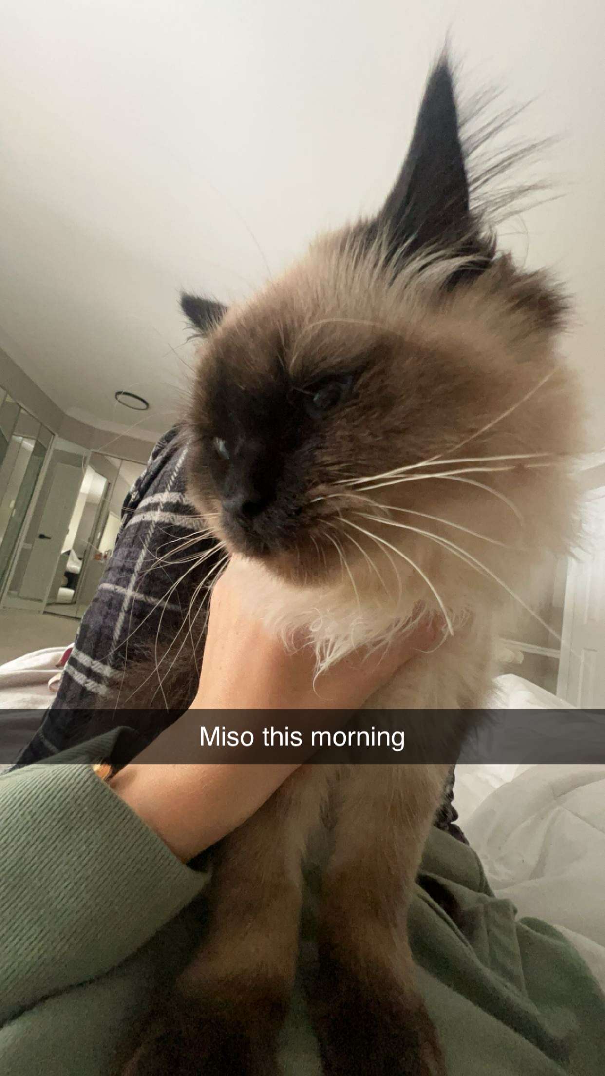 carmmieecat snapchat image archive image