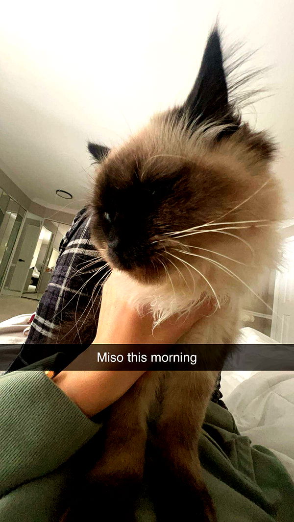 carmmieecat image ~ Altpins