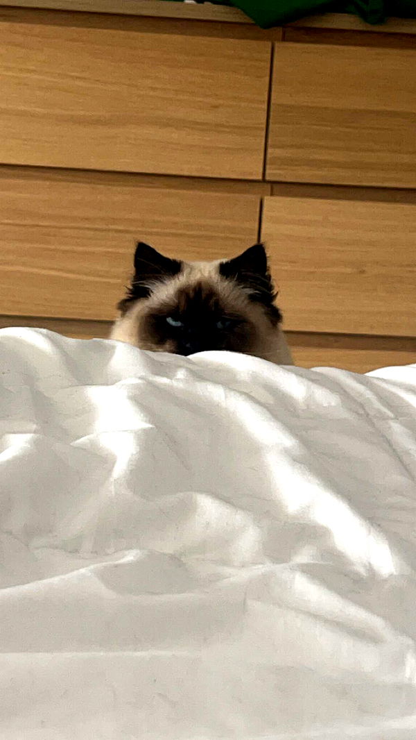 carmmieecat image ~ Altpins