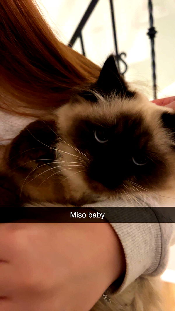 carmmieecat image ~ Altpins