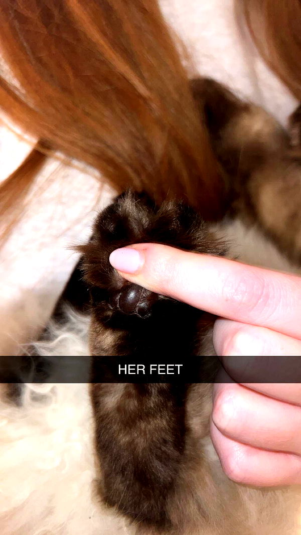 carmmieecat image ~ Altpins