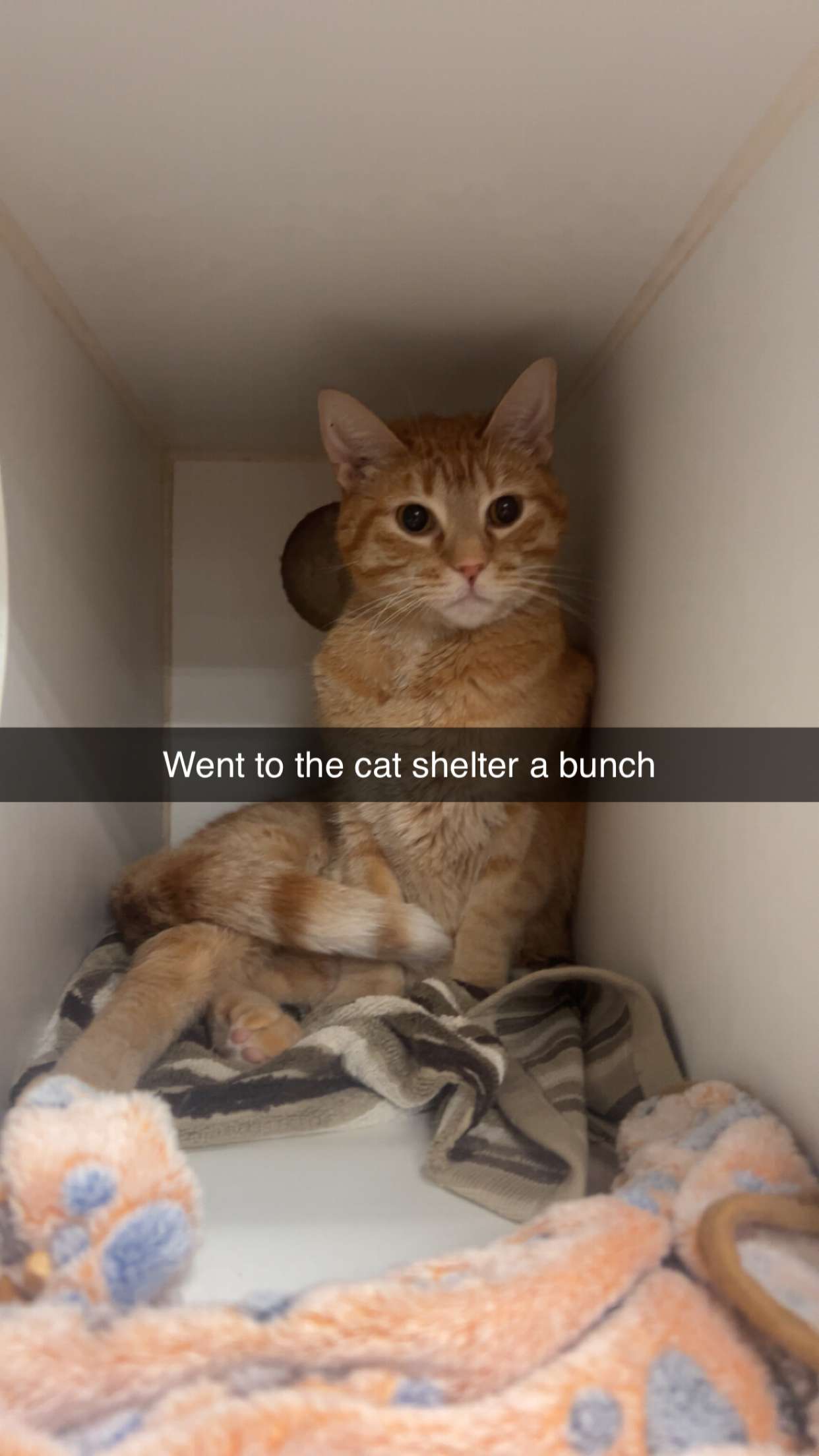 carmmieecat snapchat image archive image