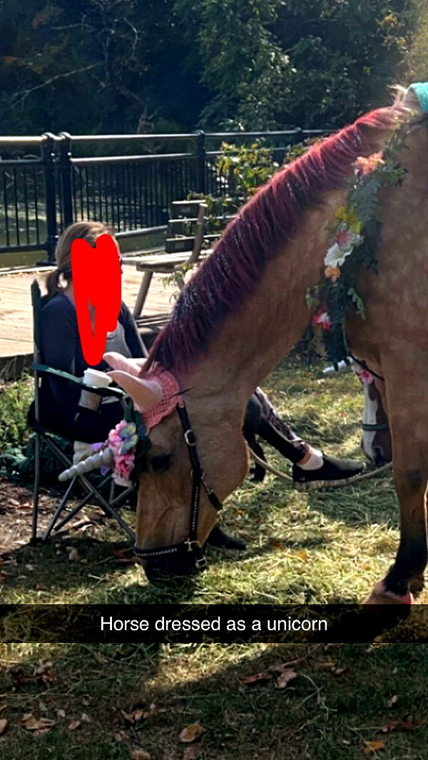 carmmieecat image ~ Altpins