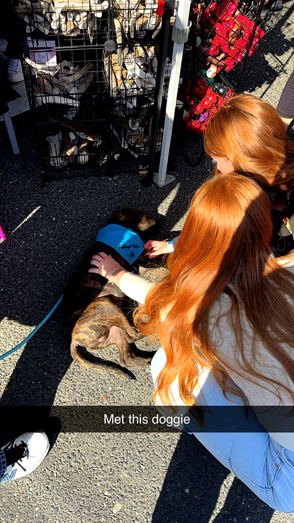 carmmieecat image ~ Altpins