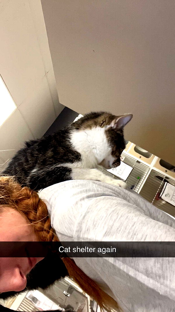 carmmieecat image ~ Altpins