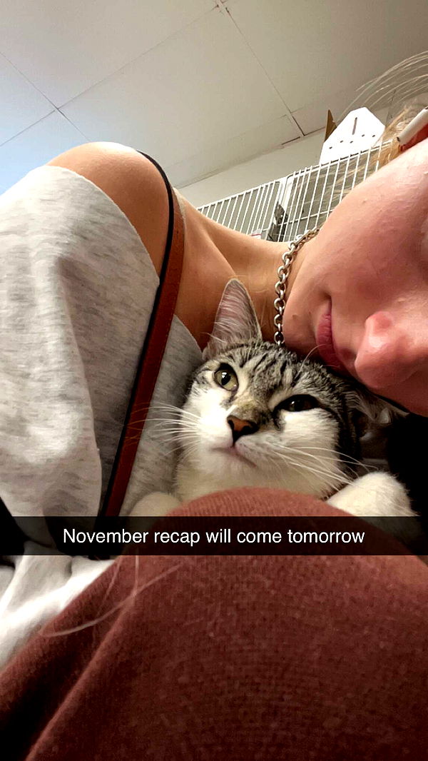 carmmieecat image ~ Altpins