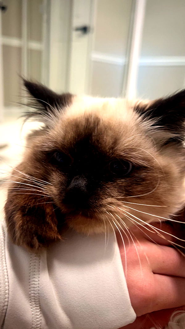 carmmieecat image ~ Altpins