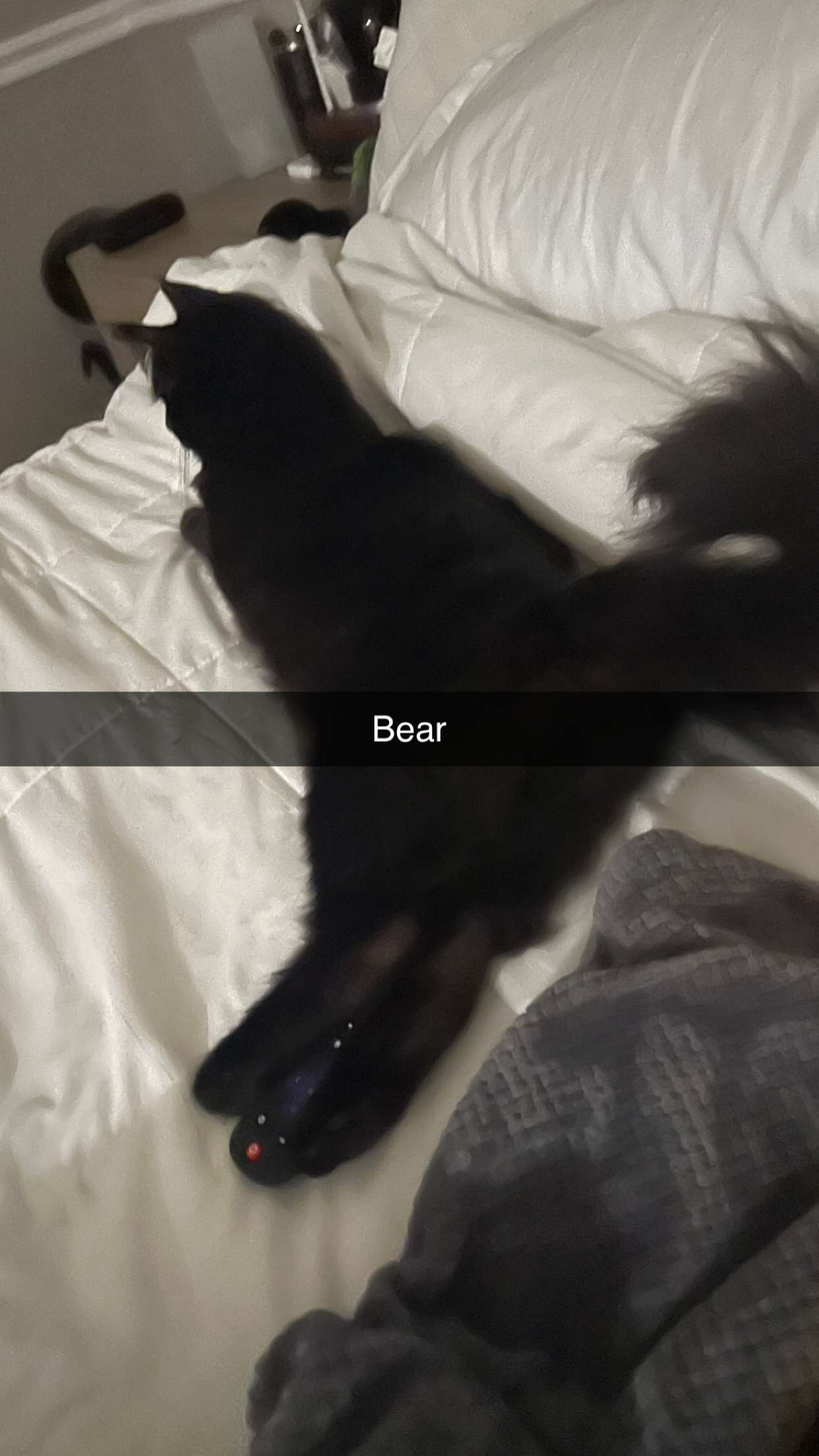 carmmieecat snapchat image archive image