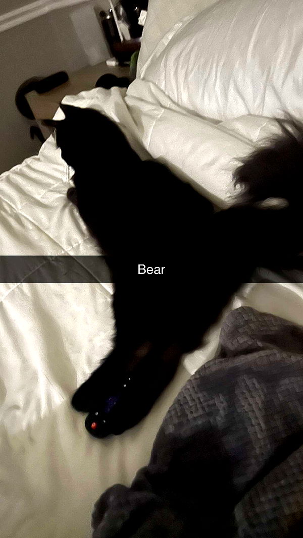 carmmieecat image ~ Altpins