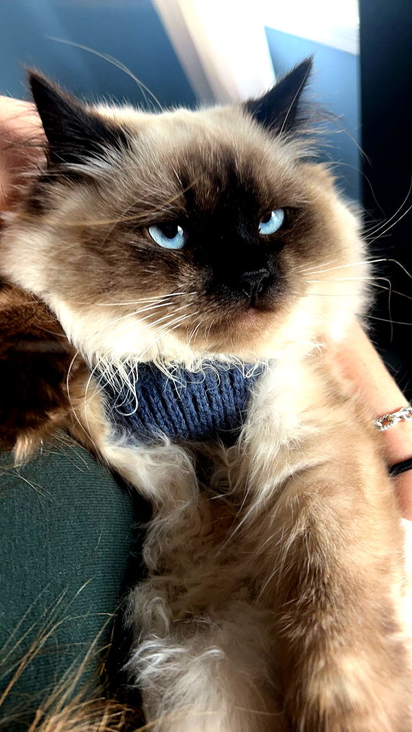 carmmieecat image ~ Altpins