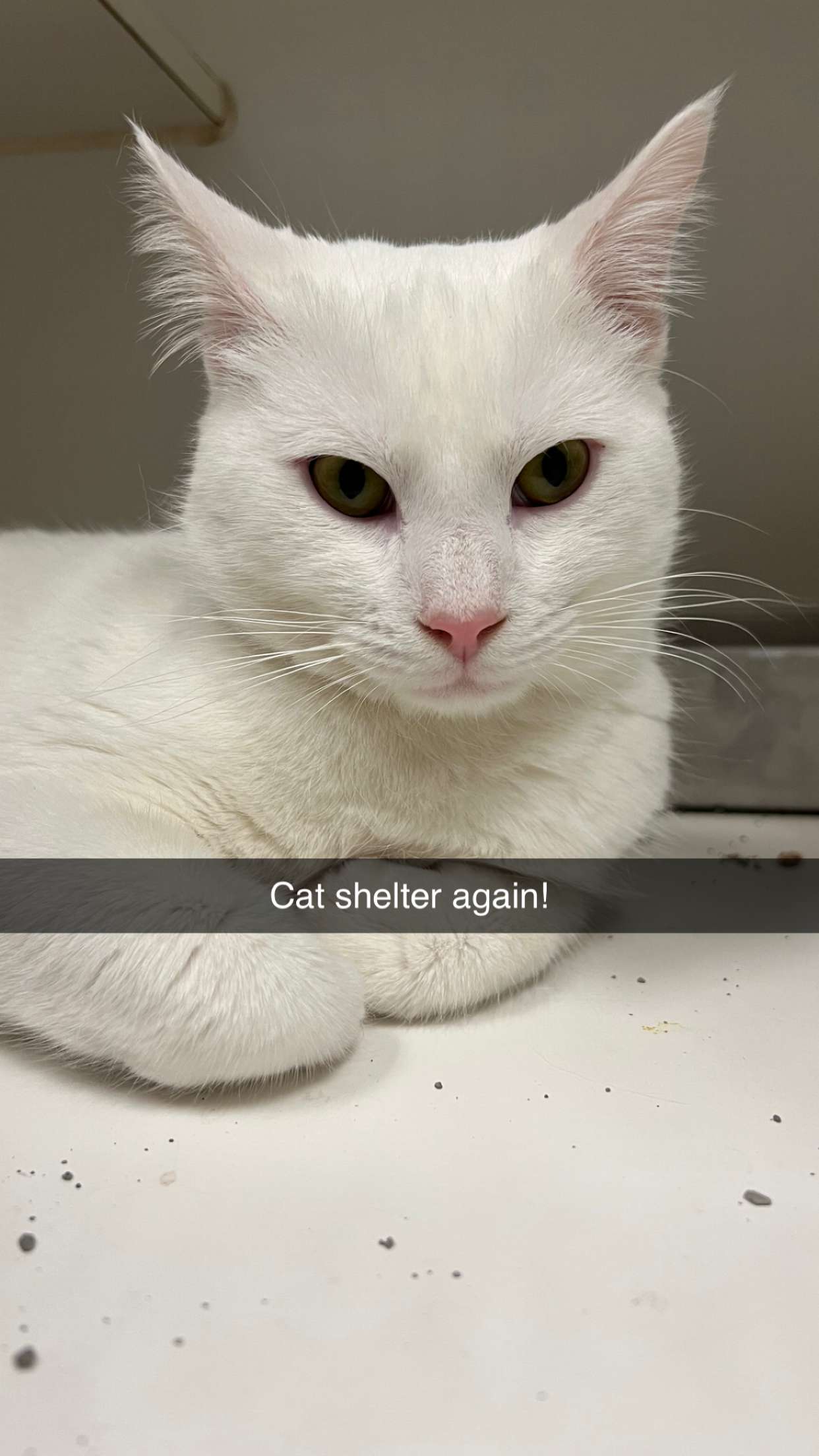 carmmieecat snapchat image archive image