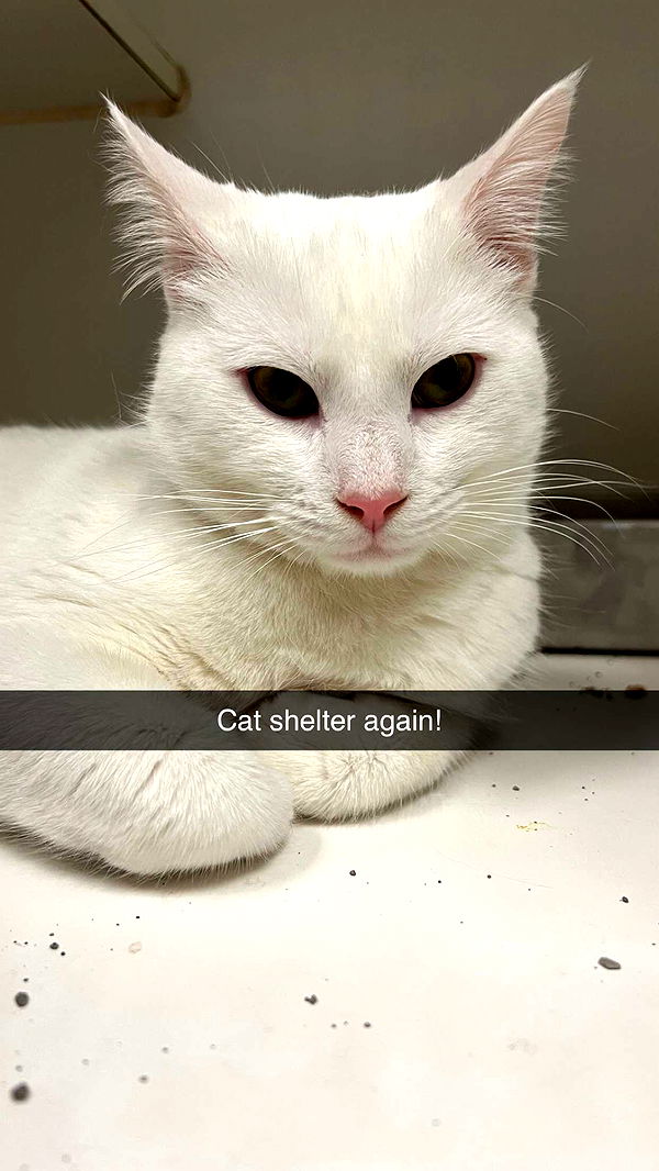 carmmieecat image ~ Altpins