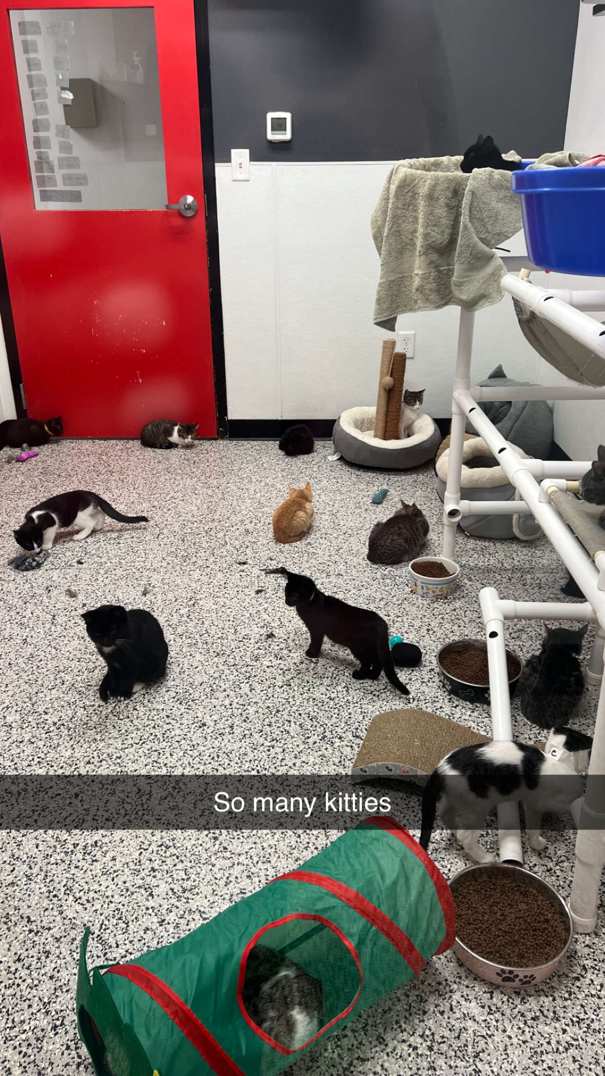 carmmieecat snapchat image archive image
