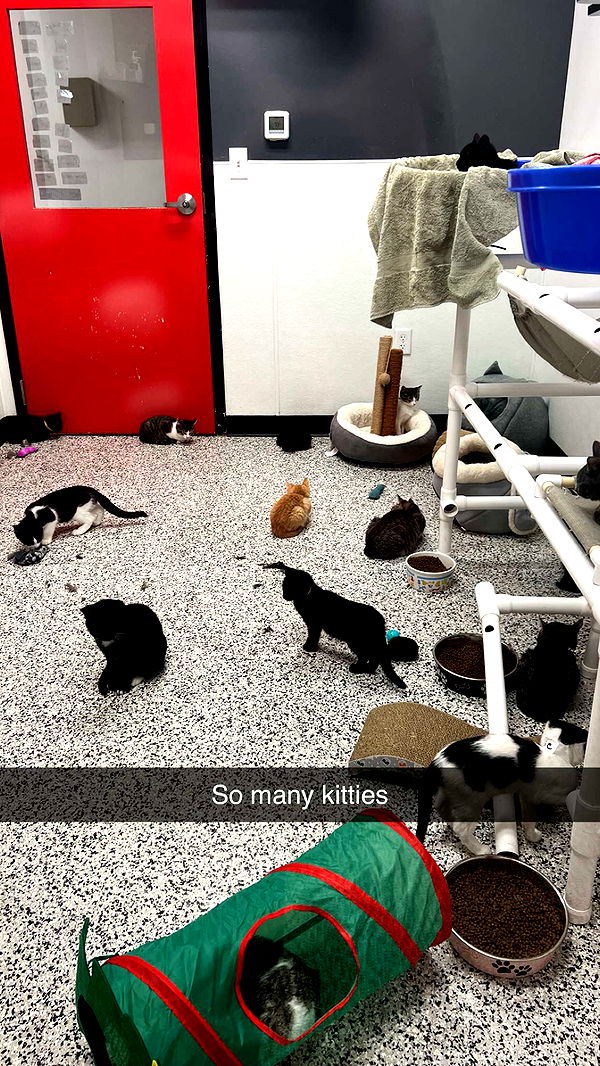 carmmieecat image ~ Altpins