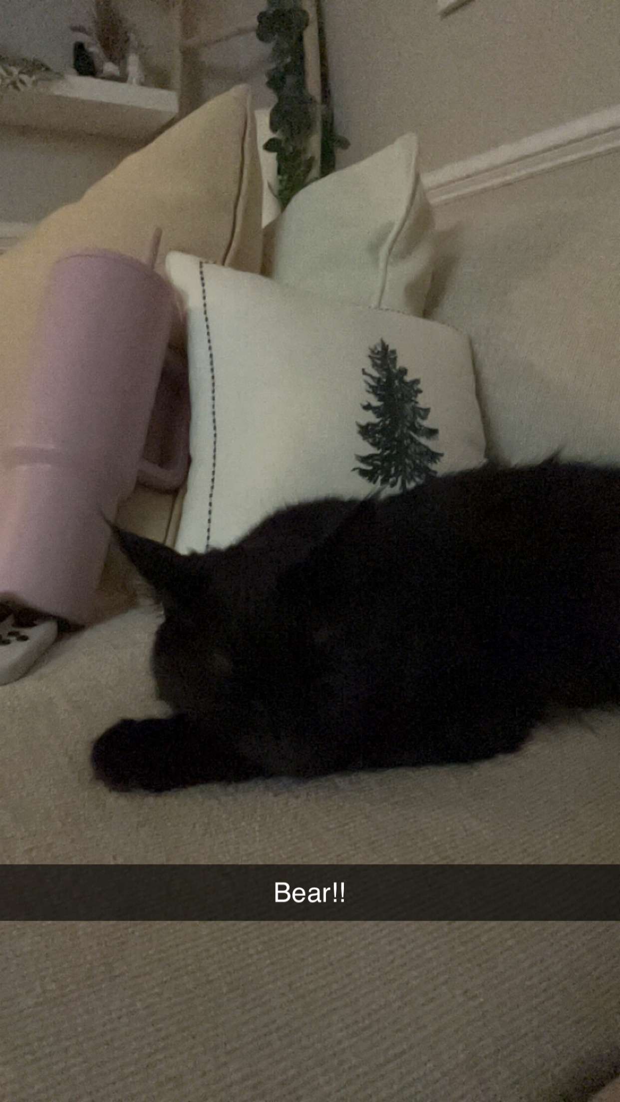 carmmieecat snapchat image archive image