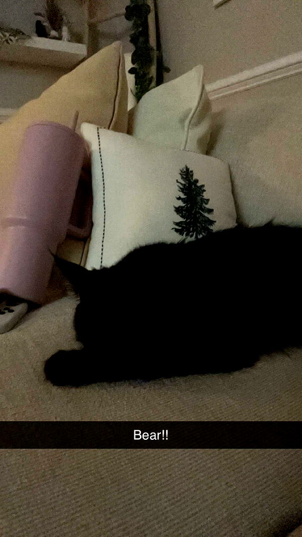 carmmieecat image ~ Altpins