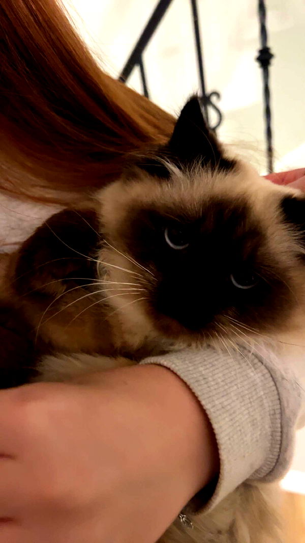 carmmieecat image ~ Altpins