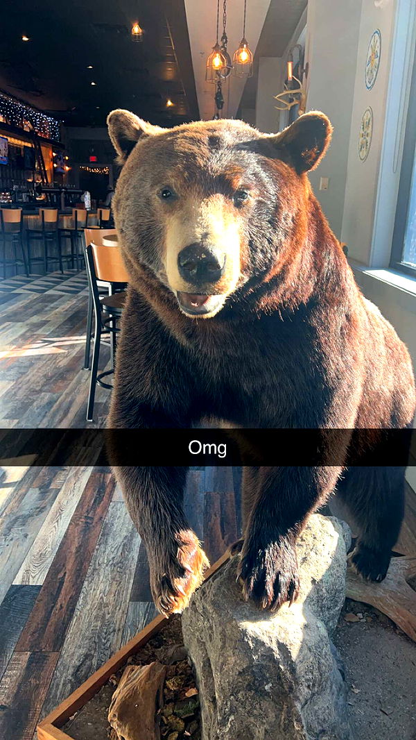 carmmieecat image ~ Altpins