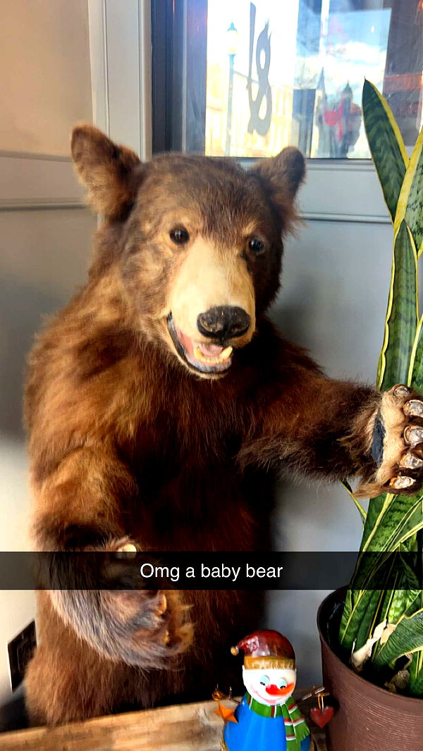 carmmieecat image ~ Altpins