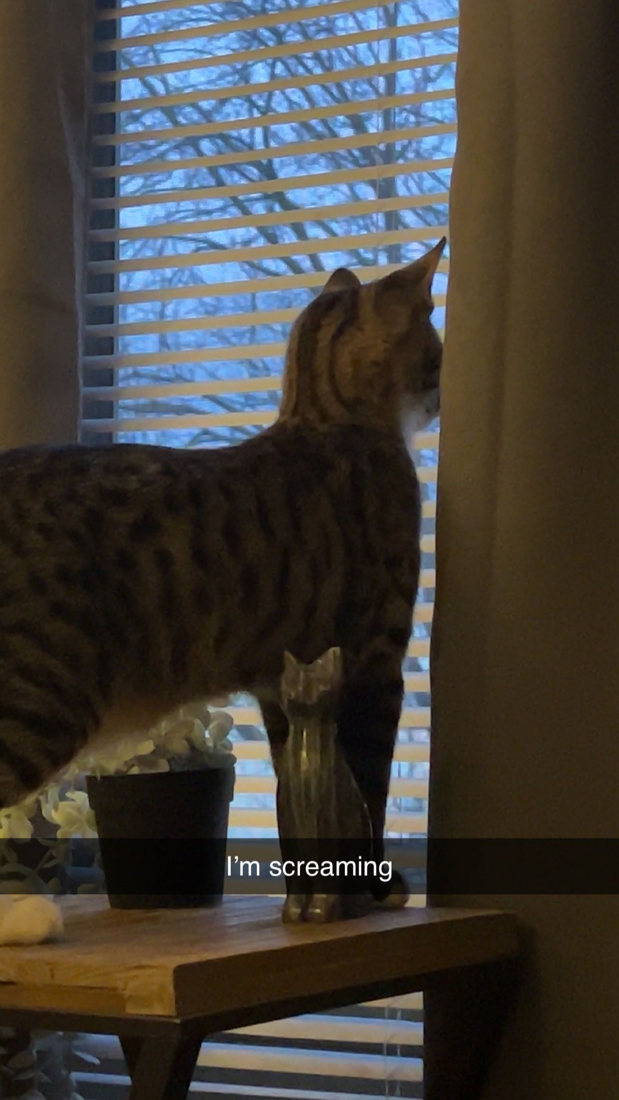 carmmieecat snapchat image archive image