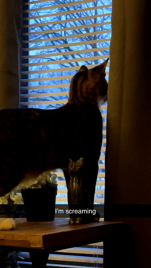 carmmieecat image ~ Altpins