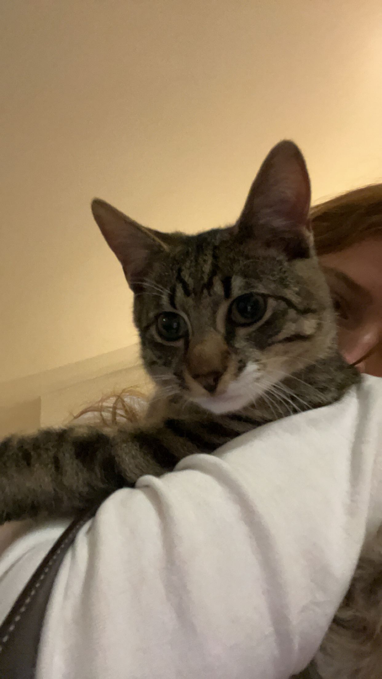 carmmieecat snapchat image archive image