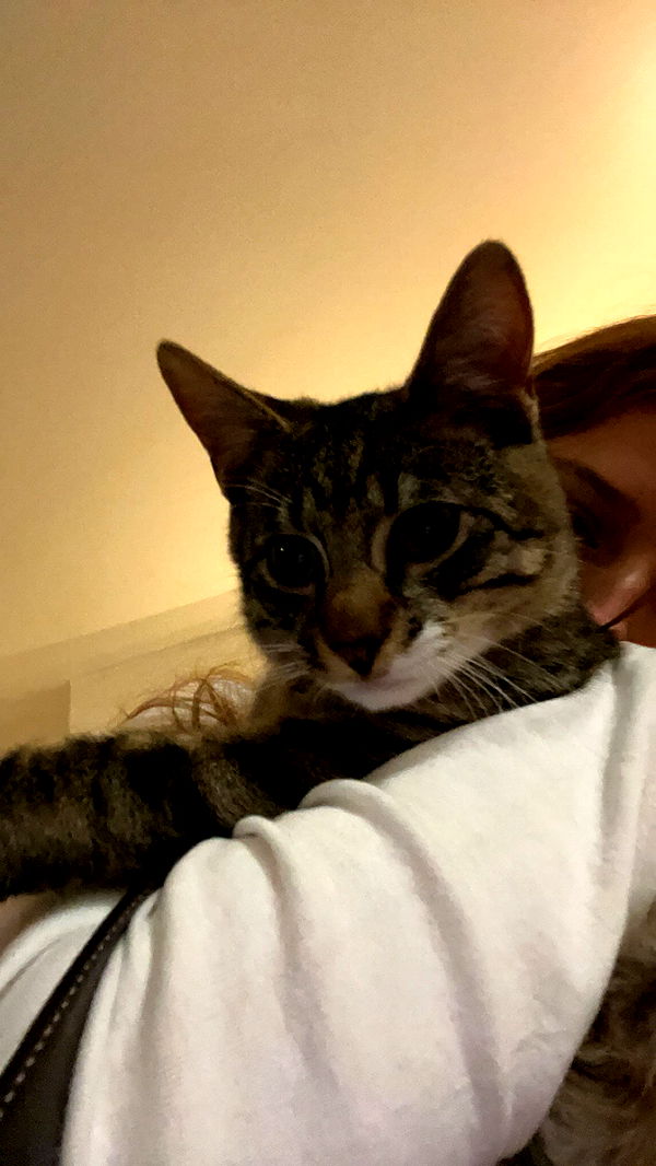 carmmieecat image ~ Altpins