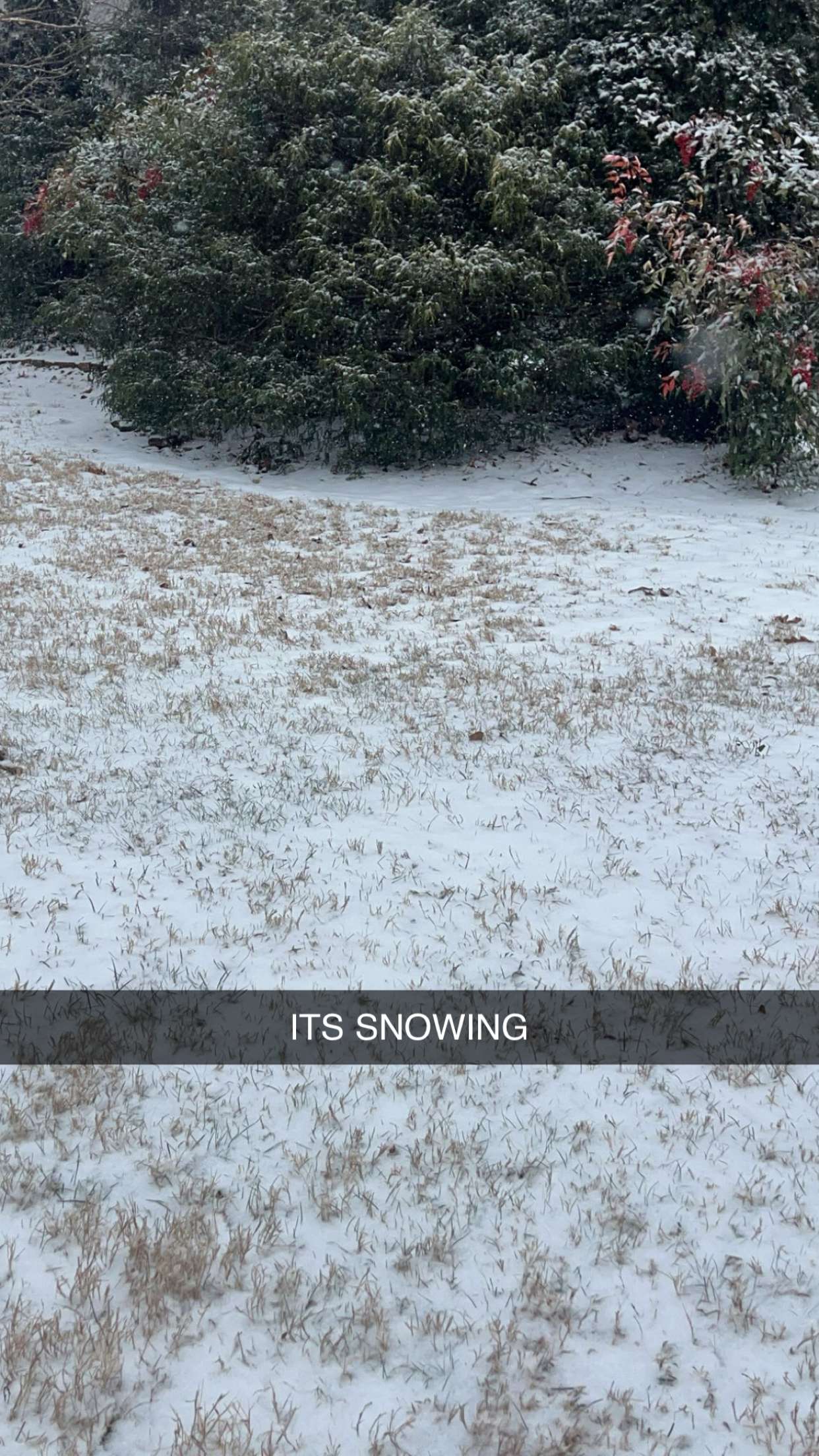 carmmieecat snapchat image archive image