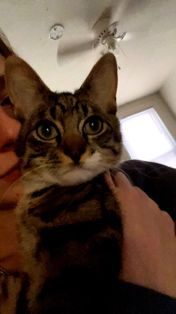 carmmieecat image ~ Altpins