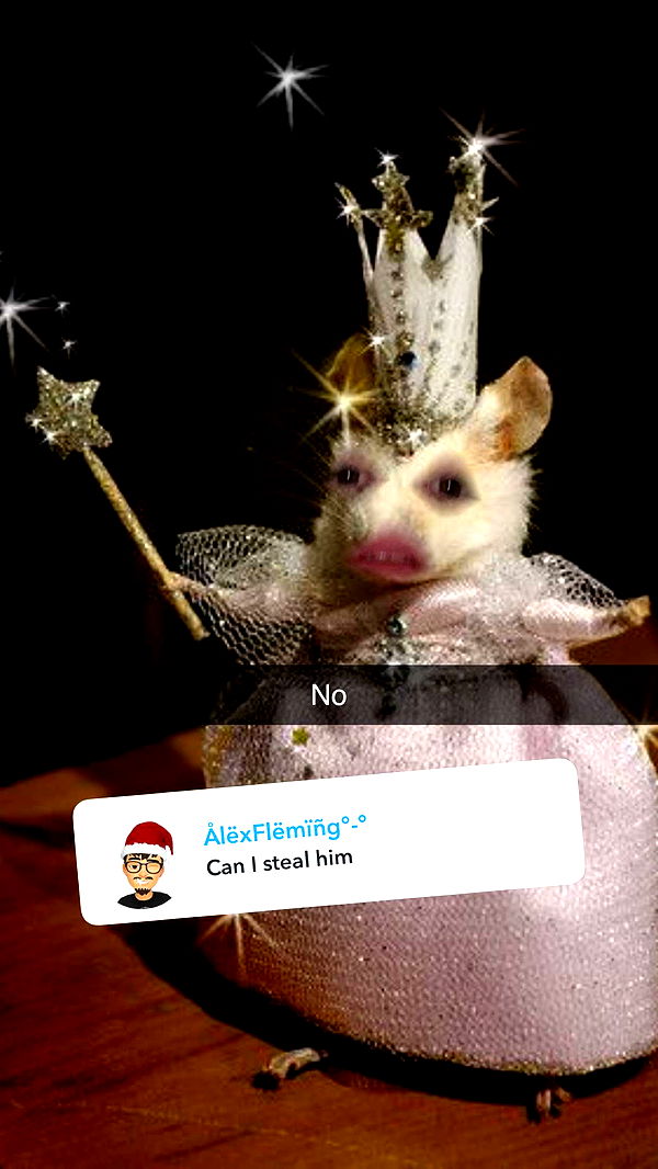 carmmieecat image ~ Altpins