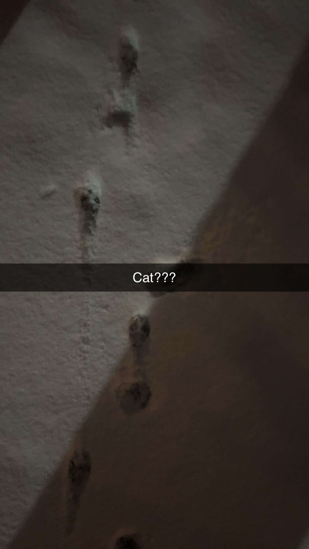 carmmieecat snapchat image archive image