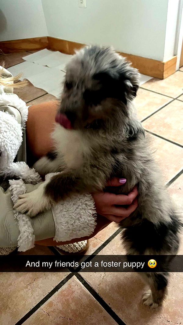 carmmieecat image ~ Altpins