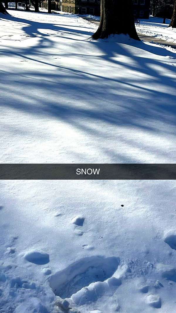 carmmieecat image ~ Altpins