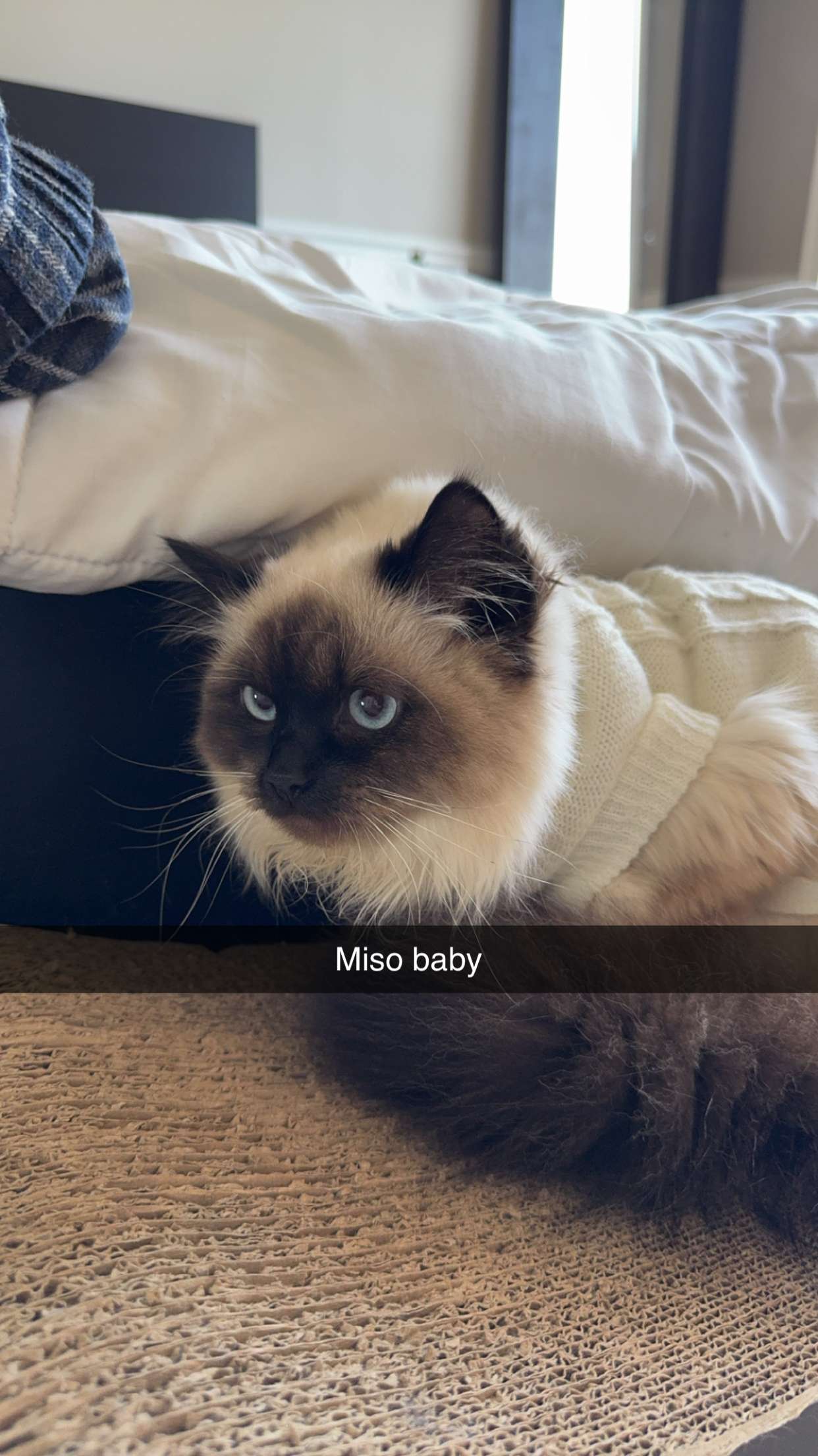 carmmieecat snapchat image archive image