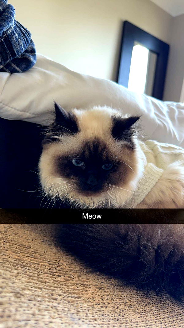 carmmieecat image ~ Altpins